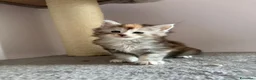 Maine Coon gatti in vendita: Cucciole Maine Coon Black Silver Tortie - Annuncio 7