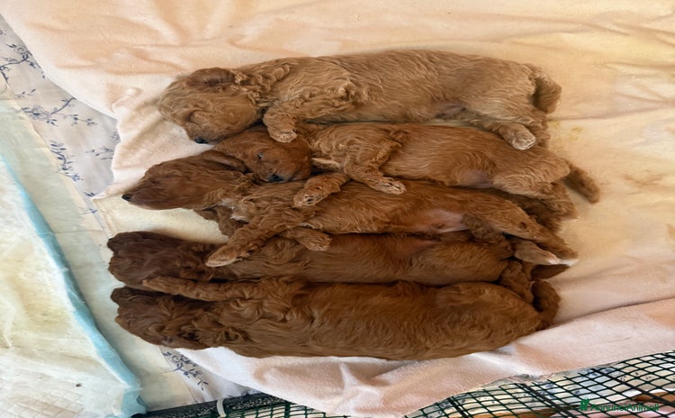 Barboncino Toy cani a Città Metropolitana di Firenze - Annuncio 8