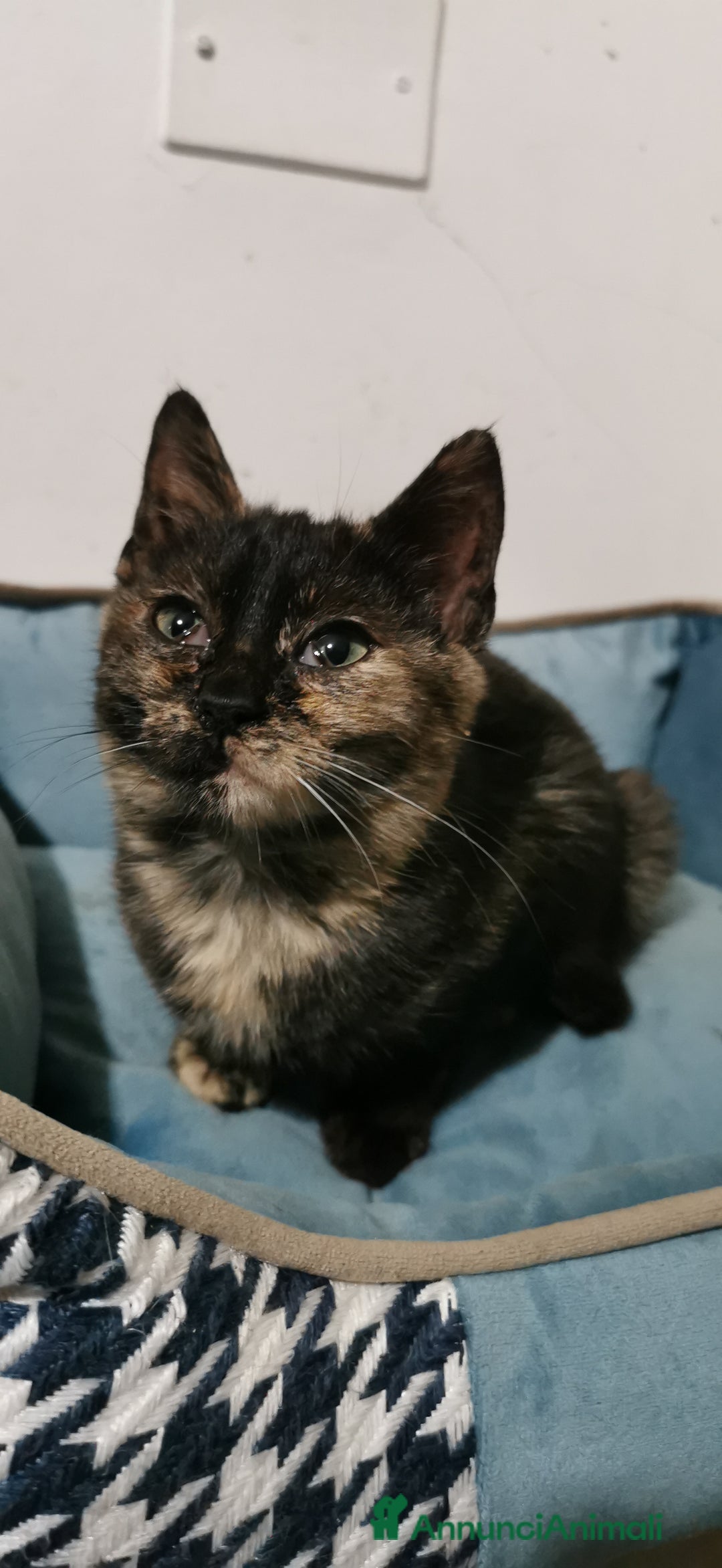 Meticcio gatti in regalo: Gattina Calico Tricolore - Annuncio 1