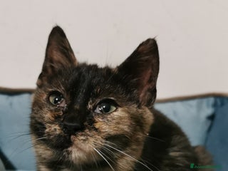 Meticcio gatti Gattina Calico Tricolore - Annuncio 1