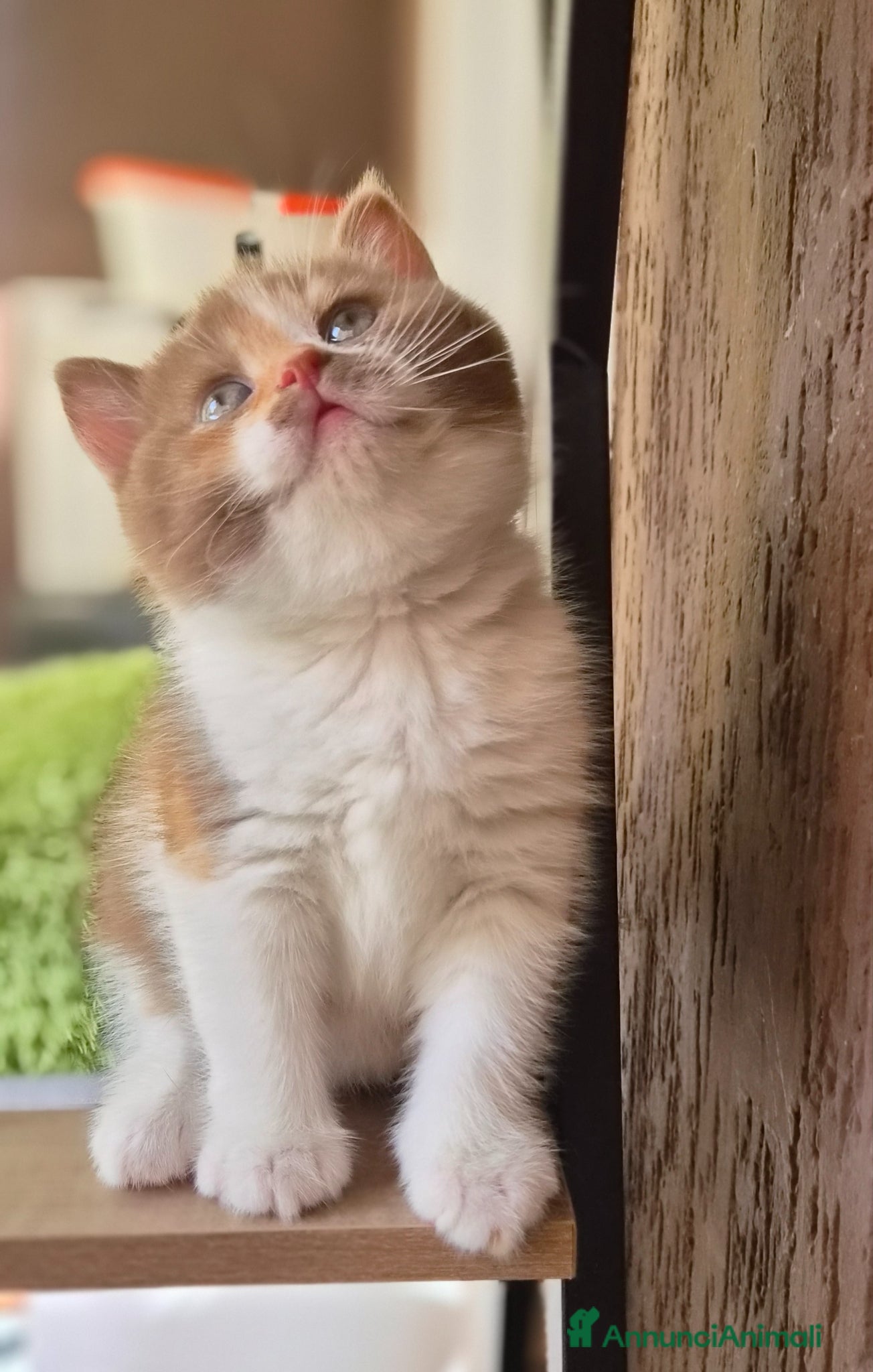 British gatti British shorthair  - Annuncio 21