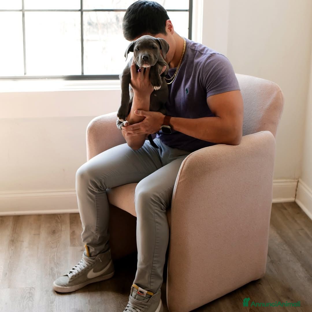 Pitbull cani in regalo: American Pitbull Terrier con pedigree - Annuncio 9