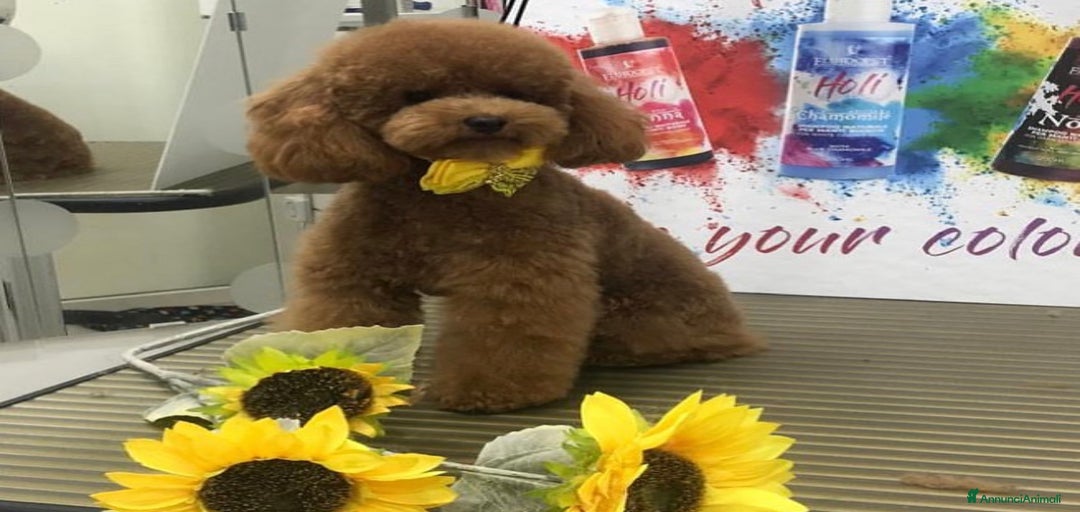 Immagine della galleria {{count}}