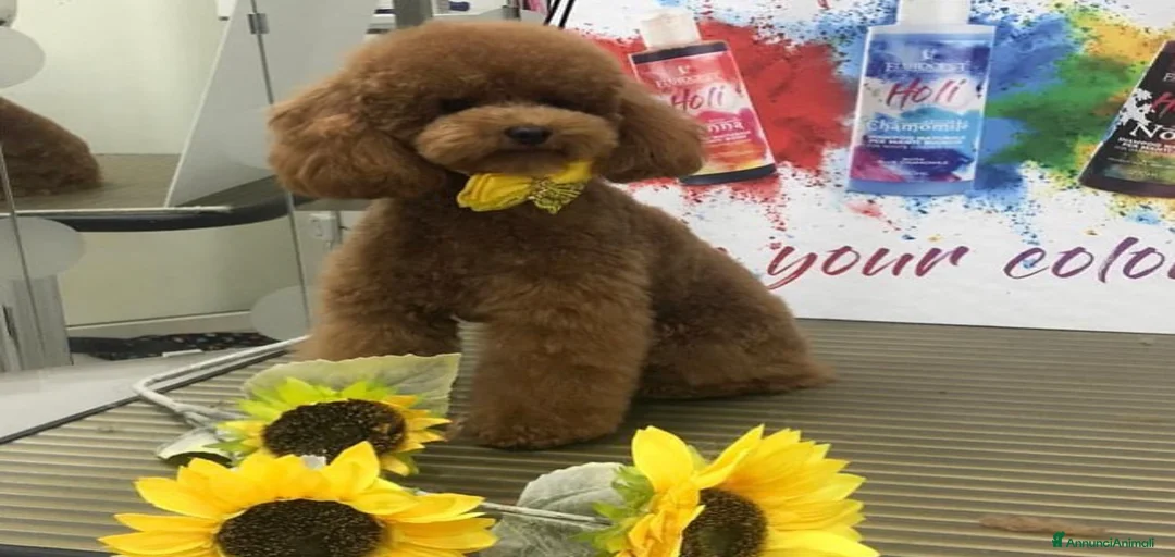 Immagine della galleria {{count}}