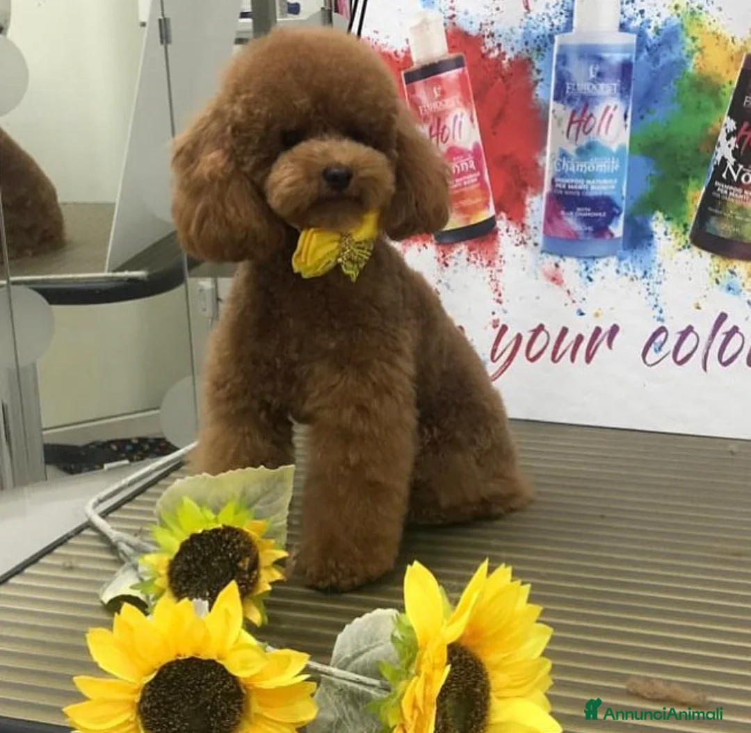 Immagine della galleria {{count}}