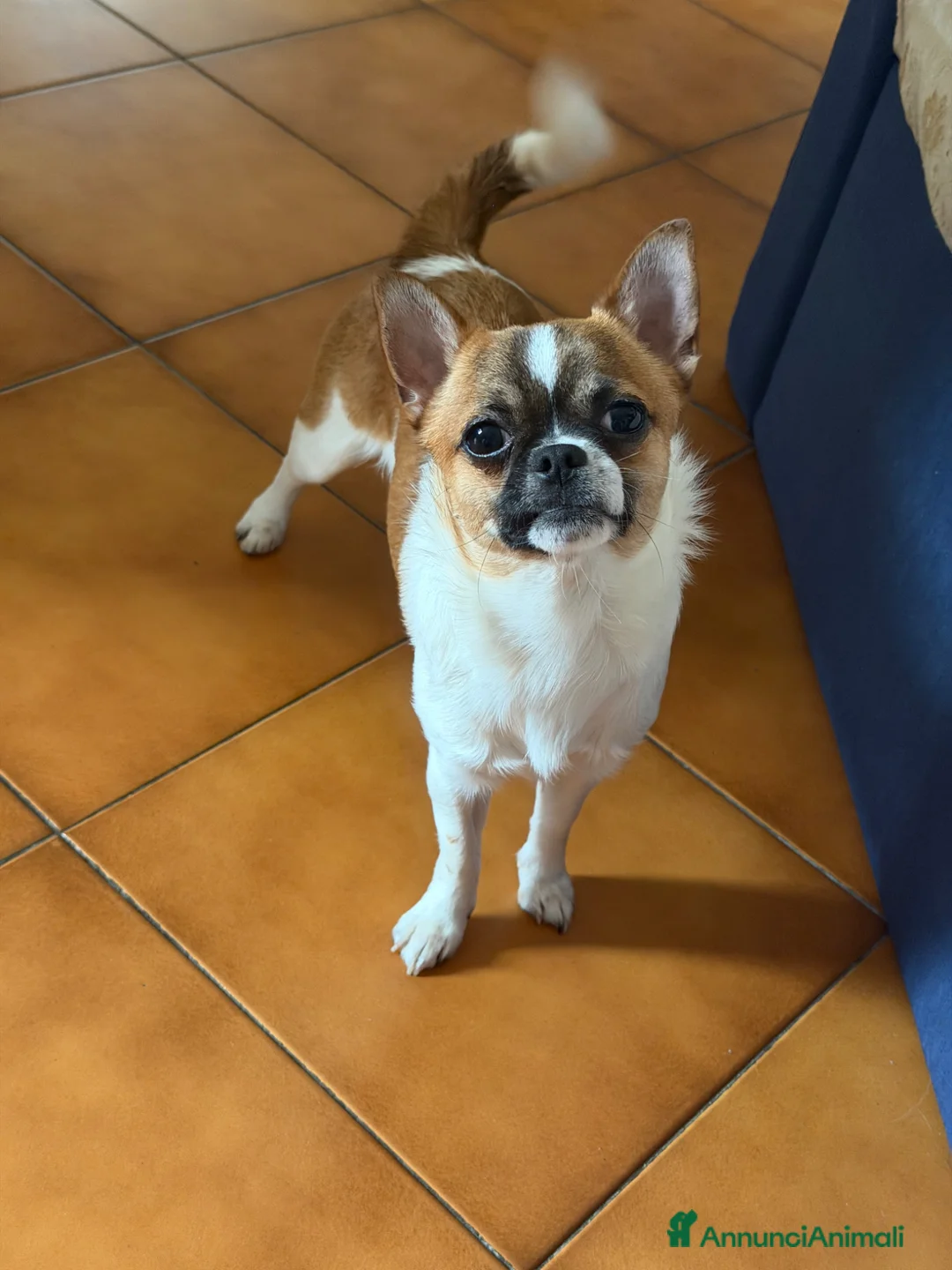 Chihuahua cani in vendita: Chihuahua a Provincia di Piacenza - Annuncio 2