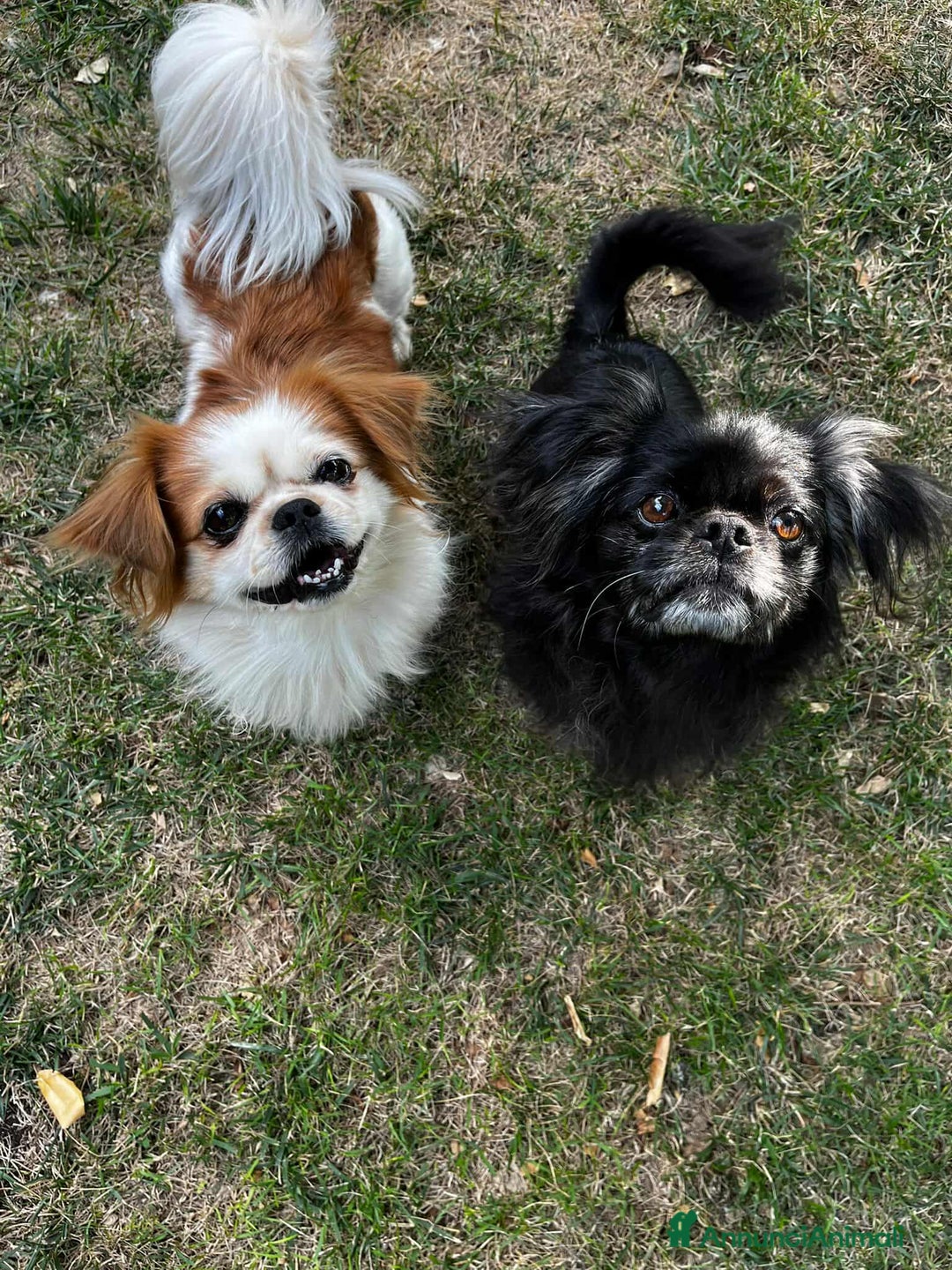 Pechinese cani in regalo: BRAD e ANGELINA, piccoli PECHINESI cercano casa! - Annuncio 3