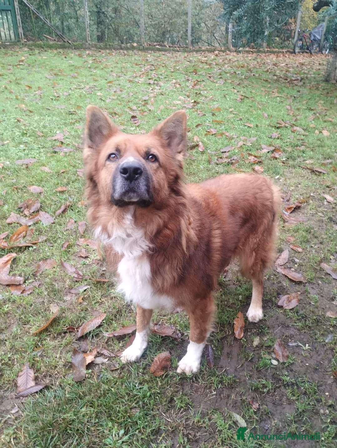 Meticcio cani DANKON a Città metropolitana di Roma Capitale - Annuncio 38