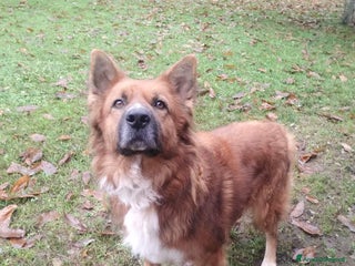 Meticcio cani DANKON a Città metropolitana di Roma Capitale - Annuncio 3
