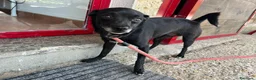 Meticcio cani in regalo: CARLETTO DALLA CALABRIA CON AMORE, IN ADOZIONE - Annuncio 3