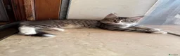 Maine Coon gatti in vendita: Maine coon femmine - Annuncio 6