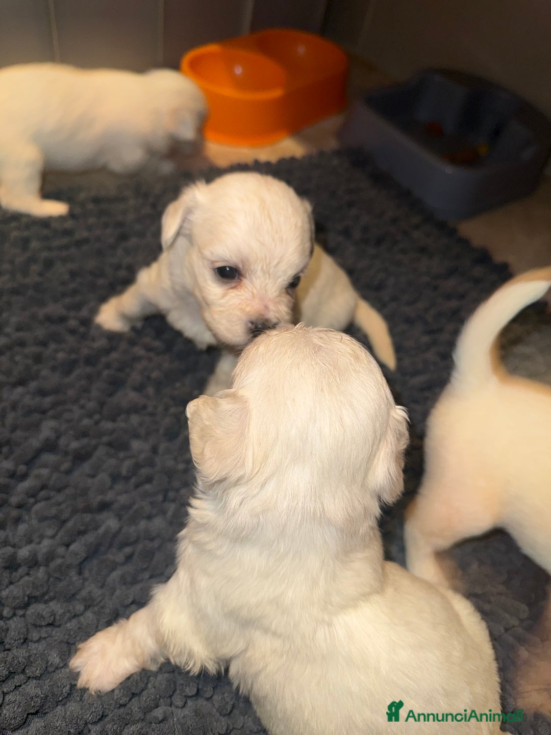 Maltese cani in vendita: Cuccioli di Maltese - Annuncio 7