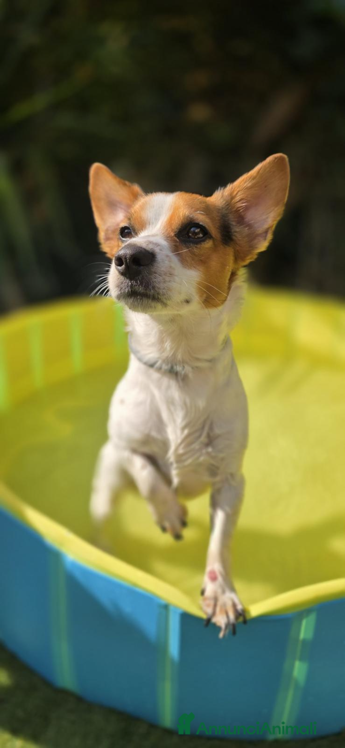 Meticcio cani Cercasi compagna per fidanzamento - Annuncio 2