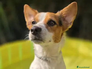 Meticcio cani Cercasi compagna per fidanzamento - Annuncio 2