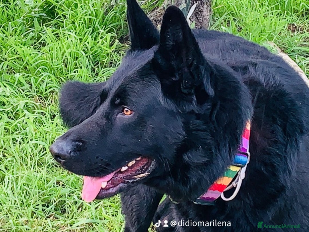 Pastore Tedesco cani per accoppiamento: Cerco pastore tedesco femmina X accoppiamento  a Provincia di Matera - Immagine 6