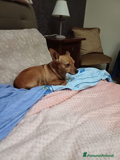 Meticcio cani Mollica mini cagnolina di 4kg  - Annuncio 2