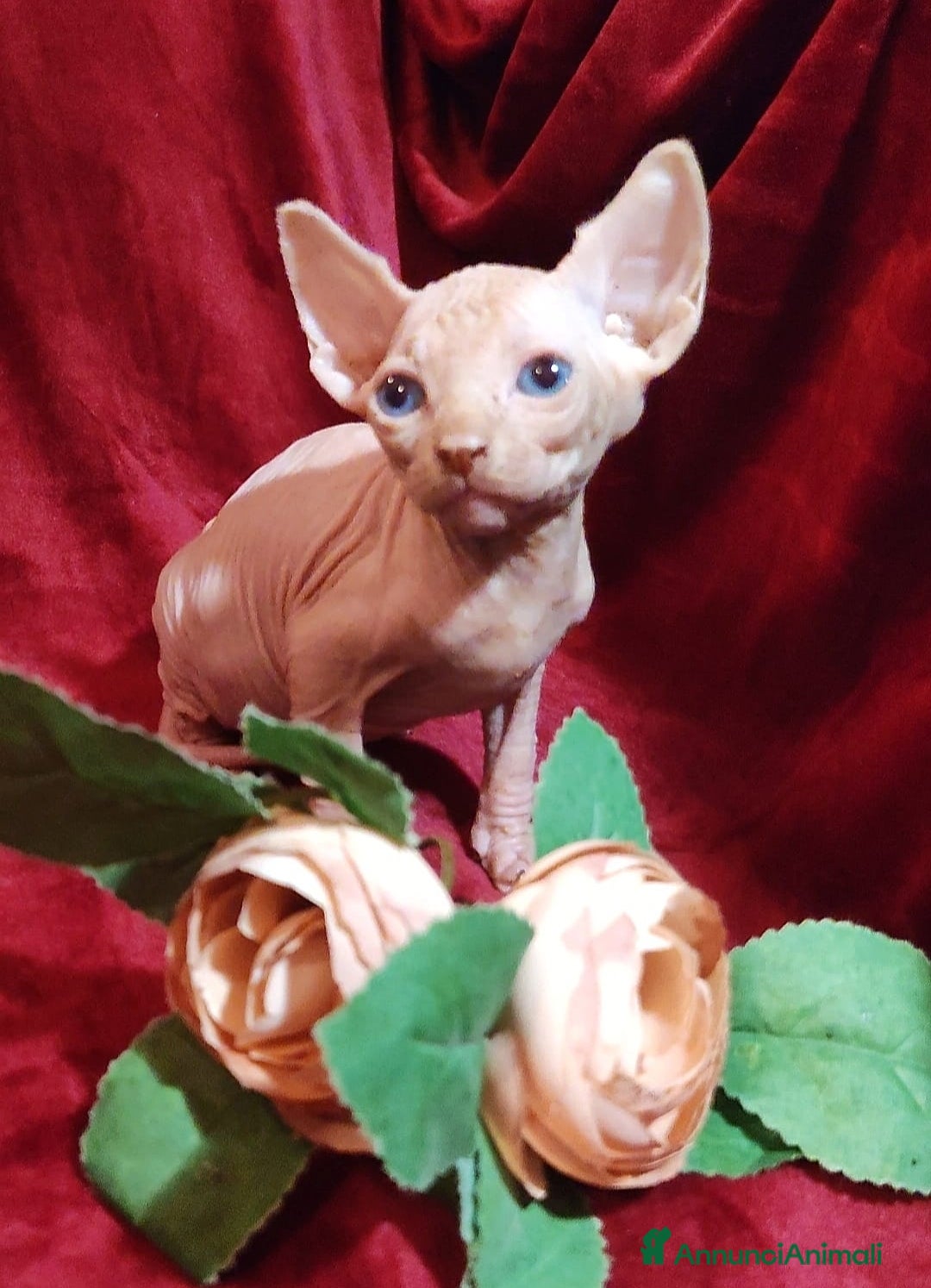Sphynx gatti in vendita: Gattini ELFO STREAT GATTO NUDO - sphynx  - Annuncio 3