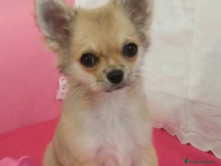 Chihuahua cani in vendita - Annuncio 4