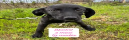 Meticcio cani in regalo: Tanti bellissimi cuccioli da salvare  - Annuncio 3