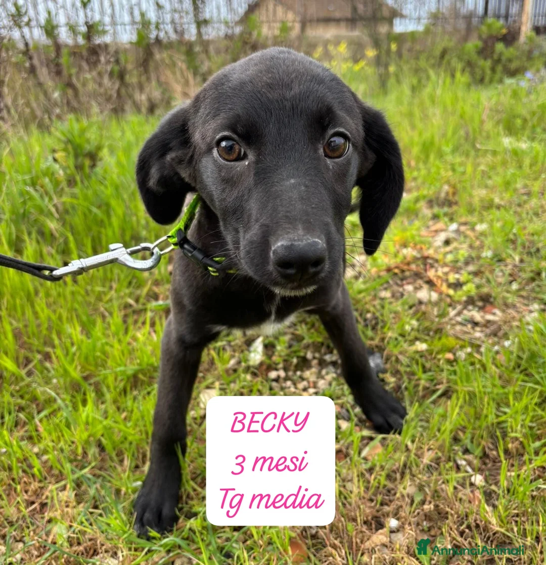 Meticcio cani in regalo: Tanti bellissimi cuccioli da salvare  - Annuncio 3