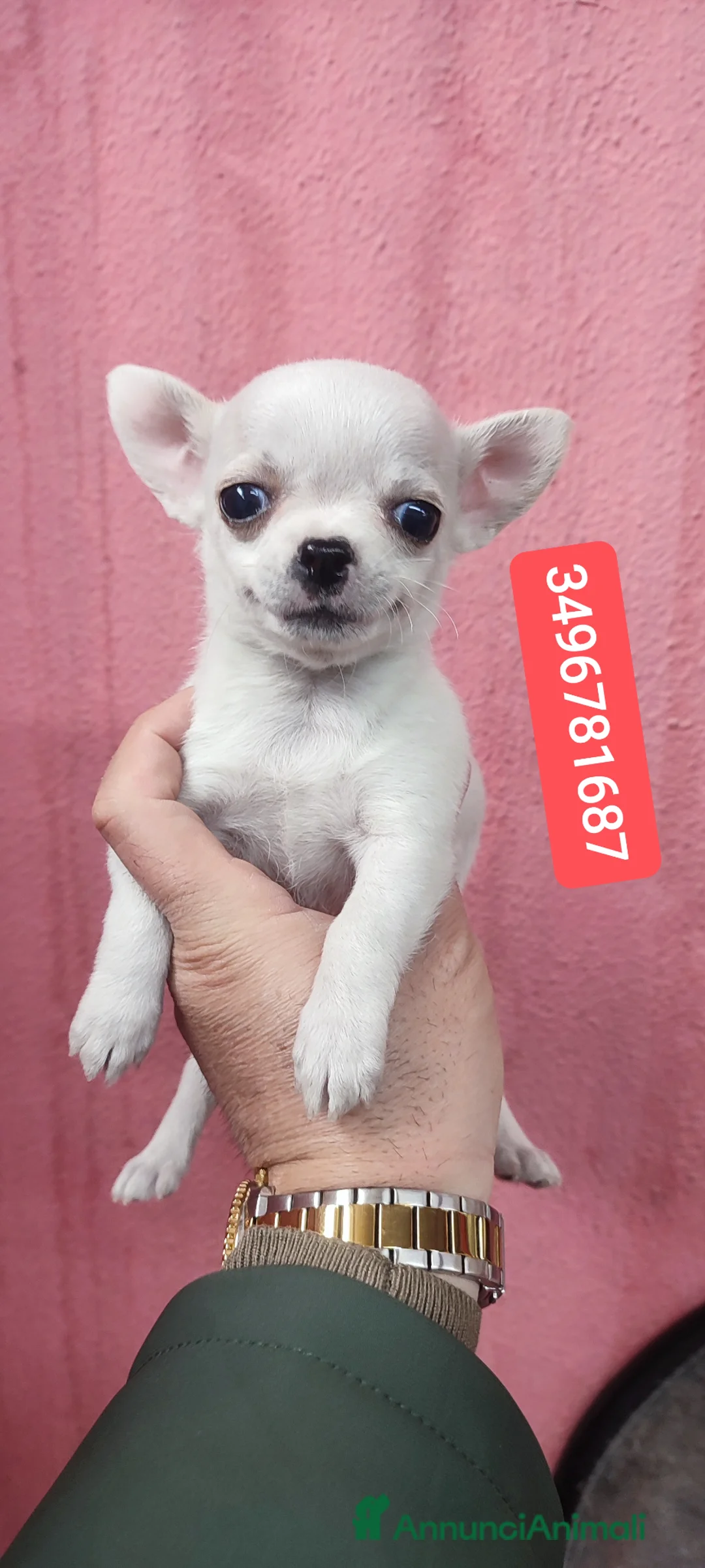 Chihuahua cani in vendita: CHIHUAHUA cucciolino stupendo  - Annuncio 1