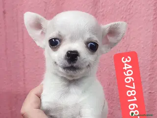 Chihuahua cani CHIHUAHUA cucciolino stupendo - Annuncio 5