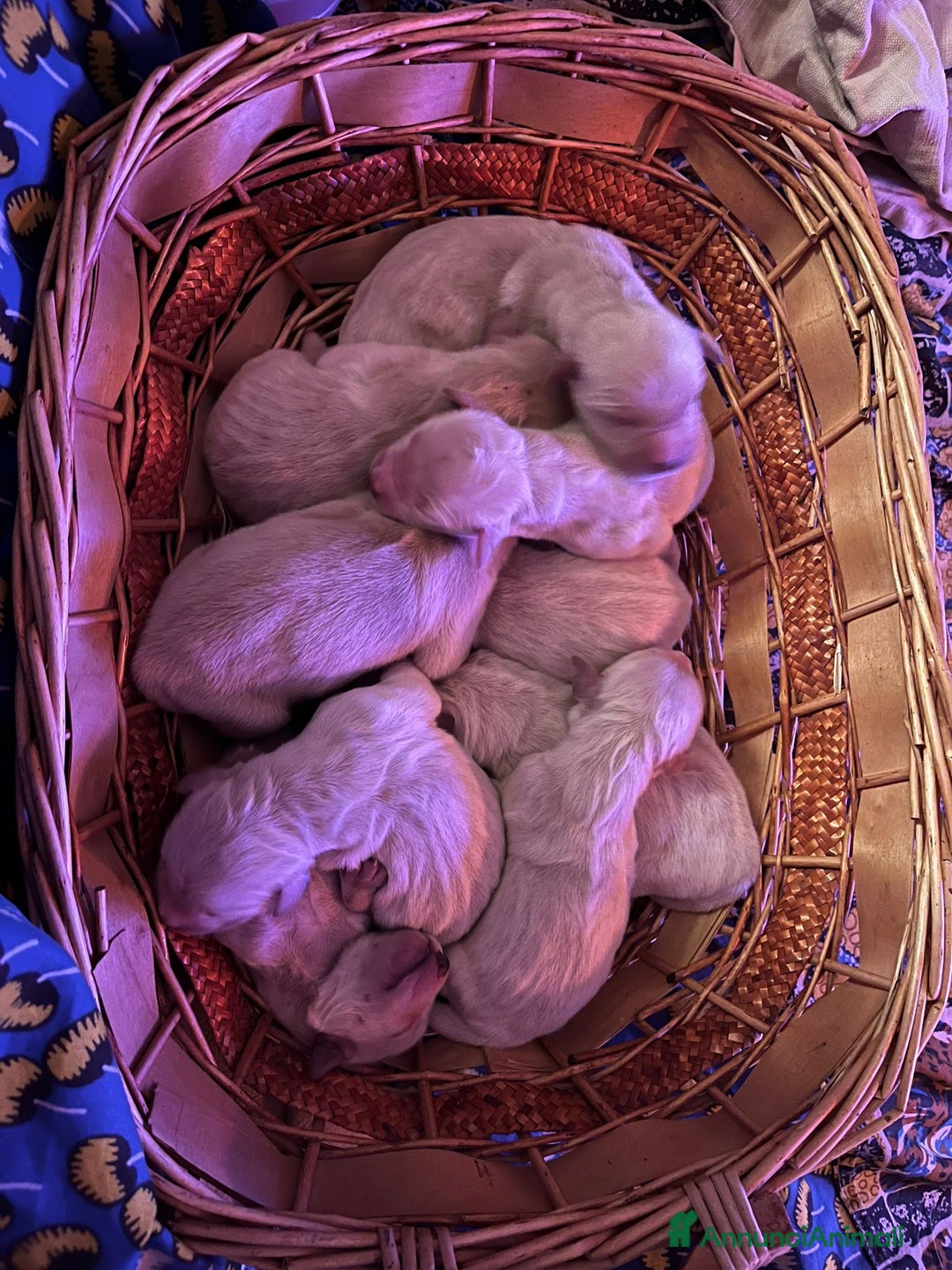 Golden Retriever cani in vendita: CUCCIOLI DI GOLDEN RETRIEVER CON PEDIGREE - Annuncio 6