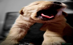 Golden Retriever cani in vendita: Cuccioli Golden Retriver Americani 100% a Provincia di Lucca - Immagine 10