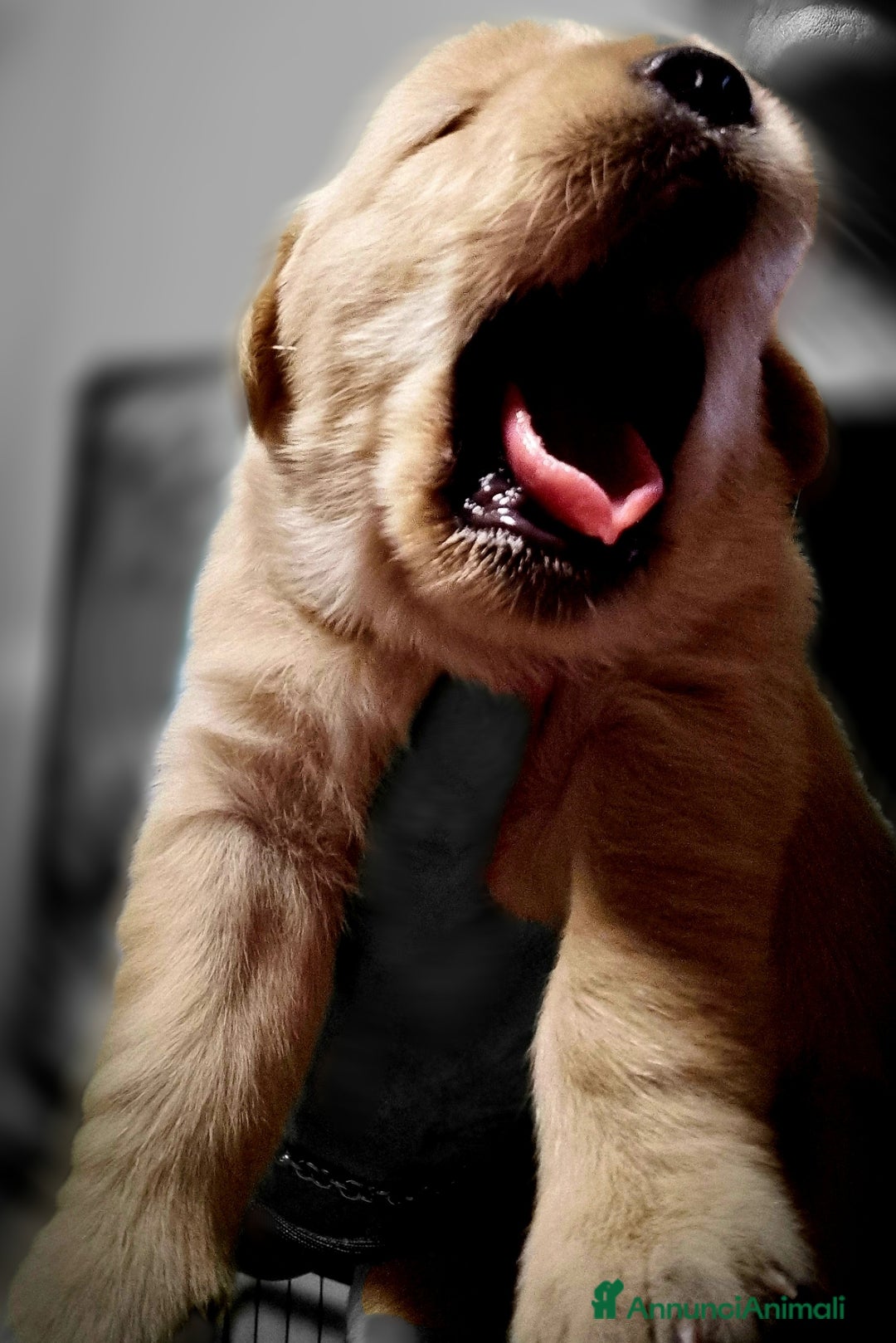 Golden Retriever cani in vendita: Cuccioli Golden Retriver Americani 100% a Provincia di Lucca - Immagine 10