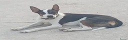 Meticcio cani in regalo: Wendy dolcissima cagnolina taglia medio piccola  - Annuncio 6