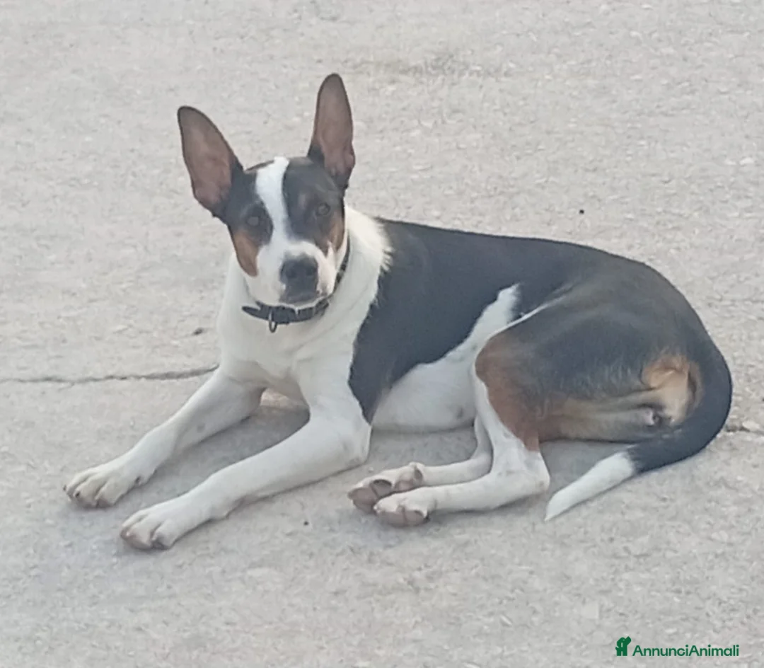 Meticcio cani in regalo: Wendy dolcissima cagnolina taglia medio piccola  - Annuncio 6