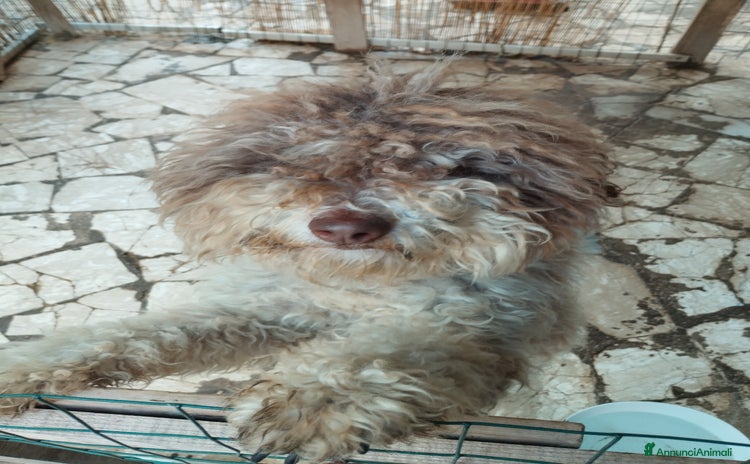 Lagotto cani a Città metropolitana di Roma Capitale - Annuncio 2