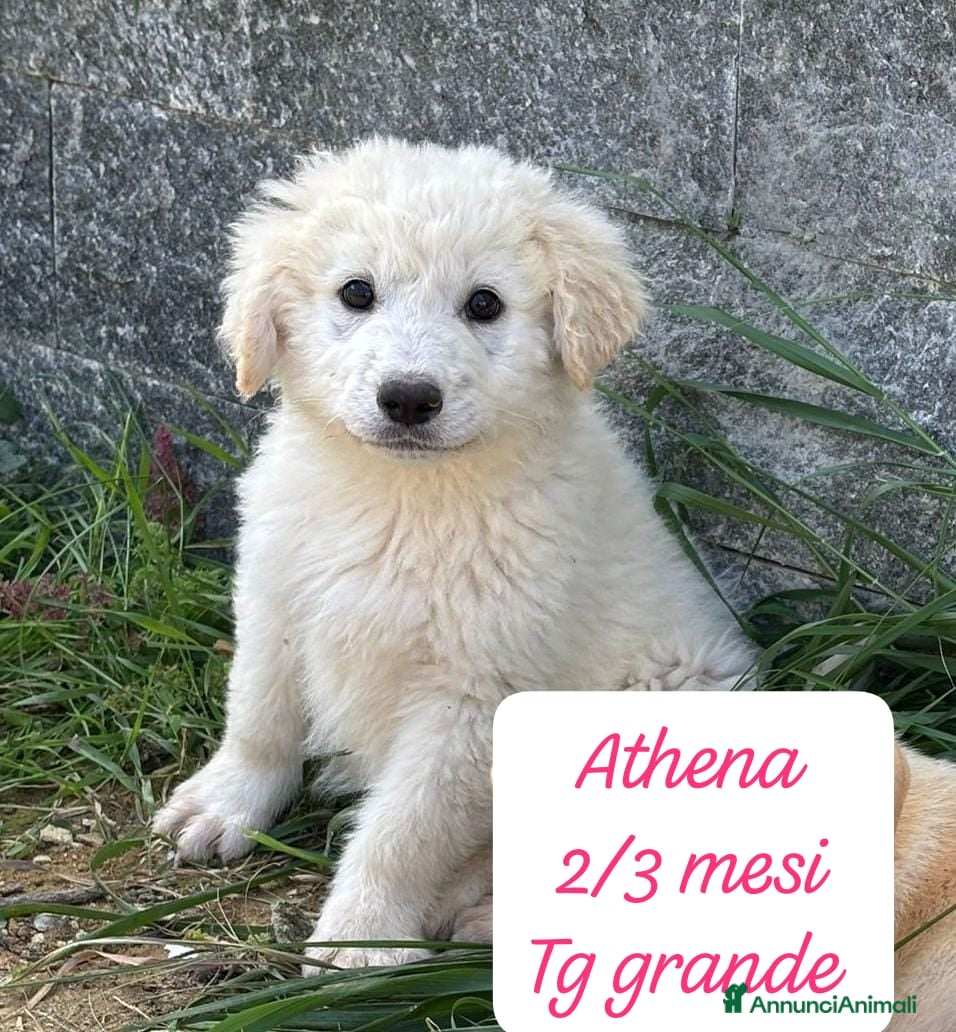 Meticcio cani Tanti cuccioli da salvare  - Annuncio 1