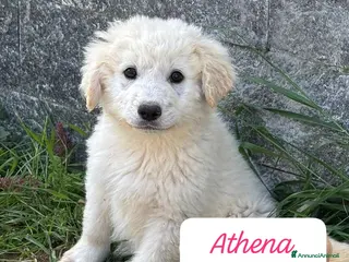 Meticcio cani Tanti cuccioli da salvare - Annuncio 1