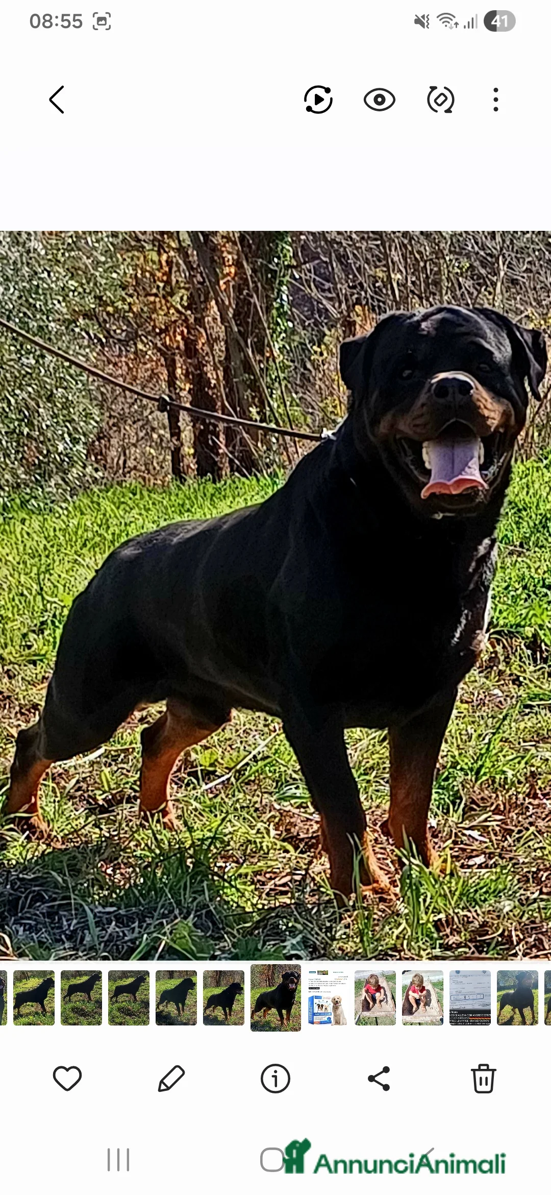 Rottweiler cani per accoppiamento: Rottweiler - Annuncio 3