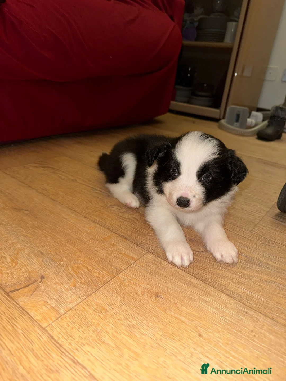 Border Collie cani in vendita: Cuccioli maschi di Border Collie con pedigree ENCI - Annuncio 8