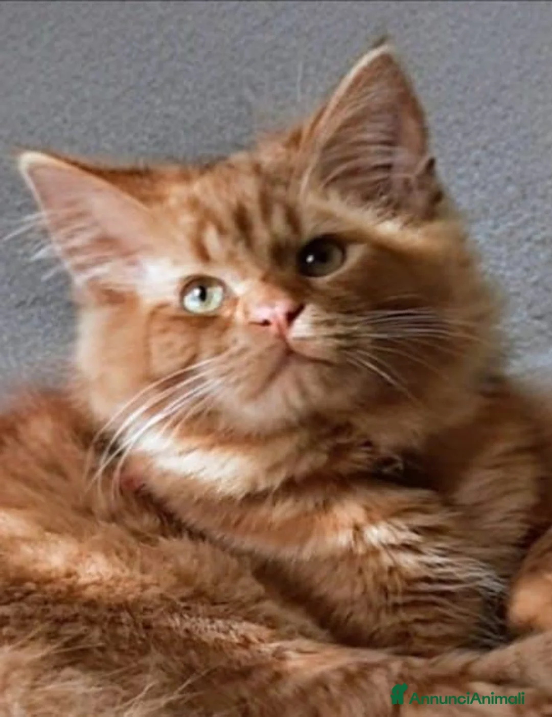 Europeo gatti in regalo: Gatto rosso pelo lungo 11 mesi Teramo - Annuncio 1
