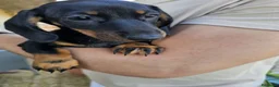 Bassotto cani in vendita: Bassotta femmina nero focato con pedigree enci - Annuncio 3