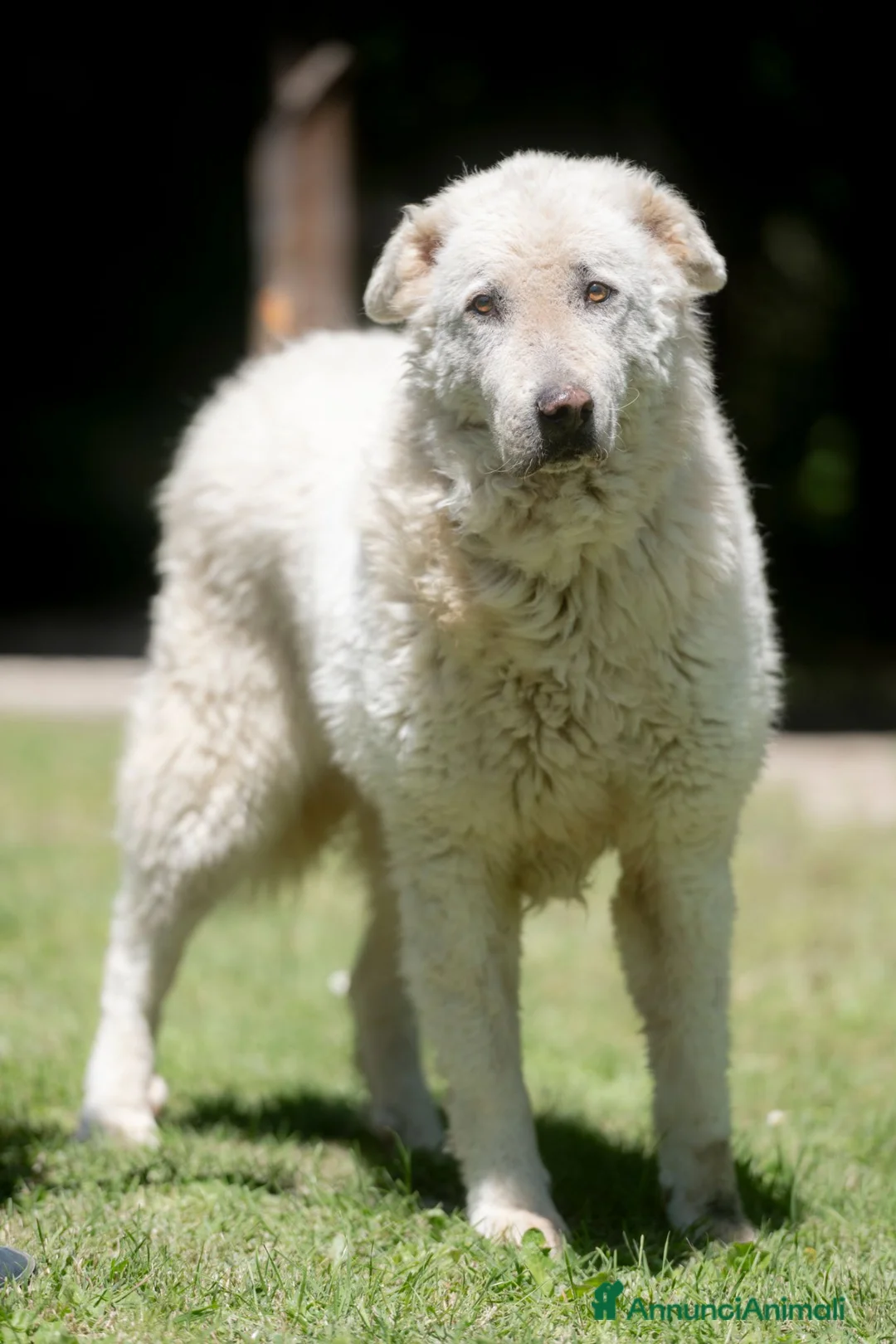 Meticcio cani in regalo: IL DOLCE TIBERIO CERCA ADOZIONE A DISTANZA - Annuncio 2