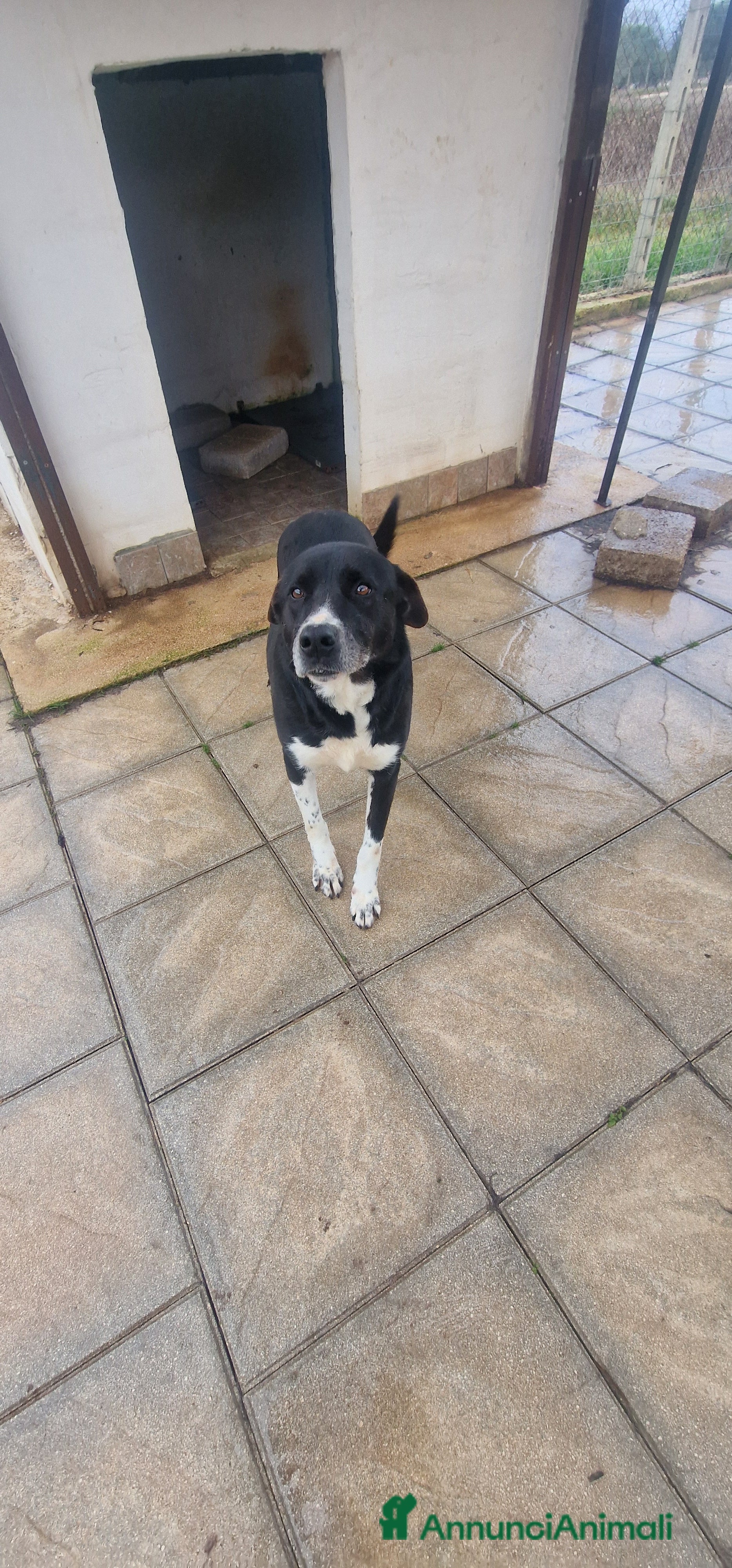 Meticcio cani in regalo: Cane Leo - Annuncio 3