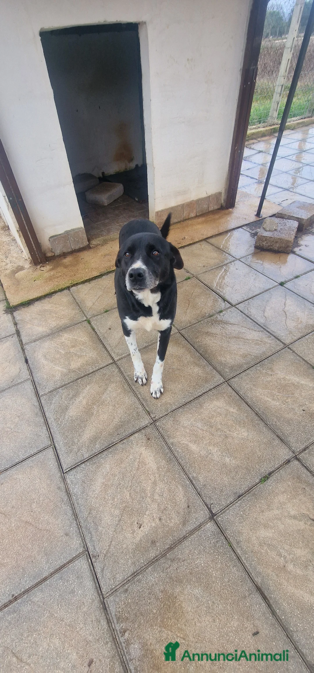 Meticcio cani in regalo: Cane Leo - Annuncio 1