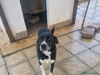 Meticcio cani Cane Leo - Annuncio 29