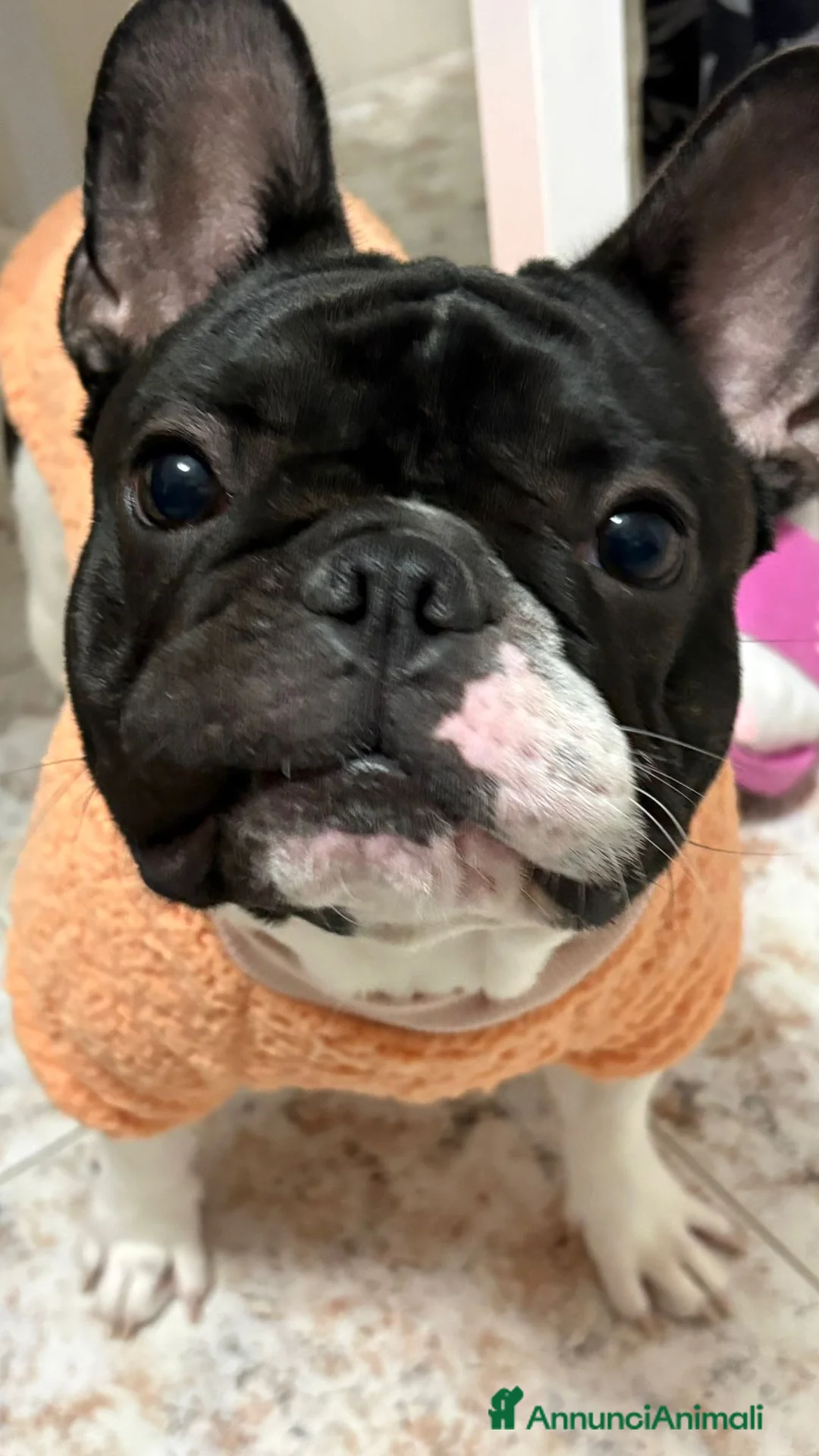 Bulldog Francese cani per accoppiamento: Disponibile per monta  a Provincia di Taranto - Annuncio 2