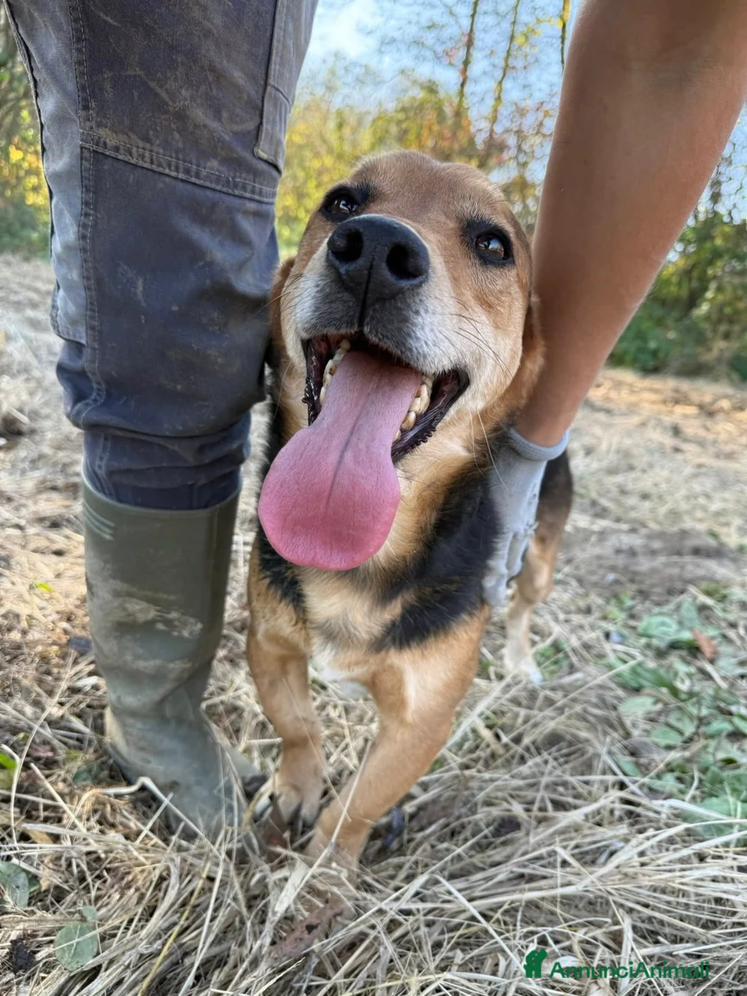 Meticcio cani in regalo: SETH, nanetto super coccolone. TG PICCOLA. - Annuncio 2