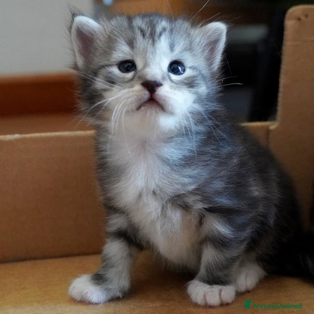 Siberiano gatti in vendita: Cuccioli di gatto siberiano ipoallergenici  - Annuncio 8