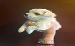 Maltese cani in vendita: Maltese - Immagine 2