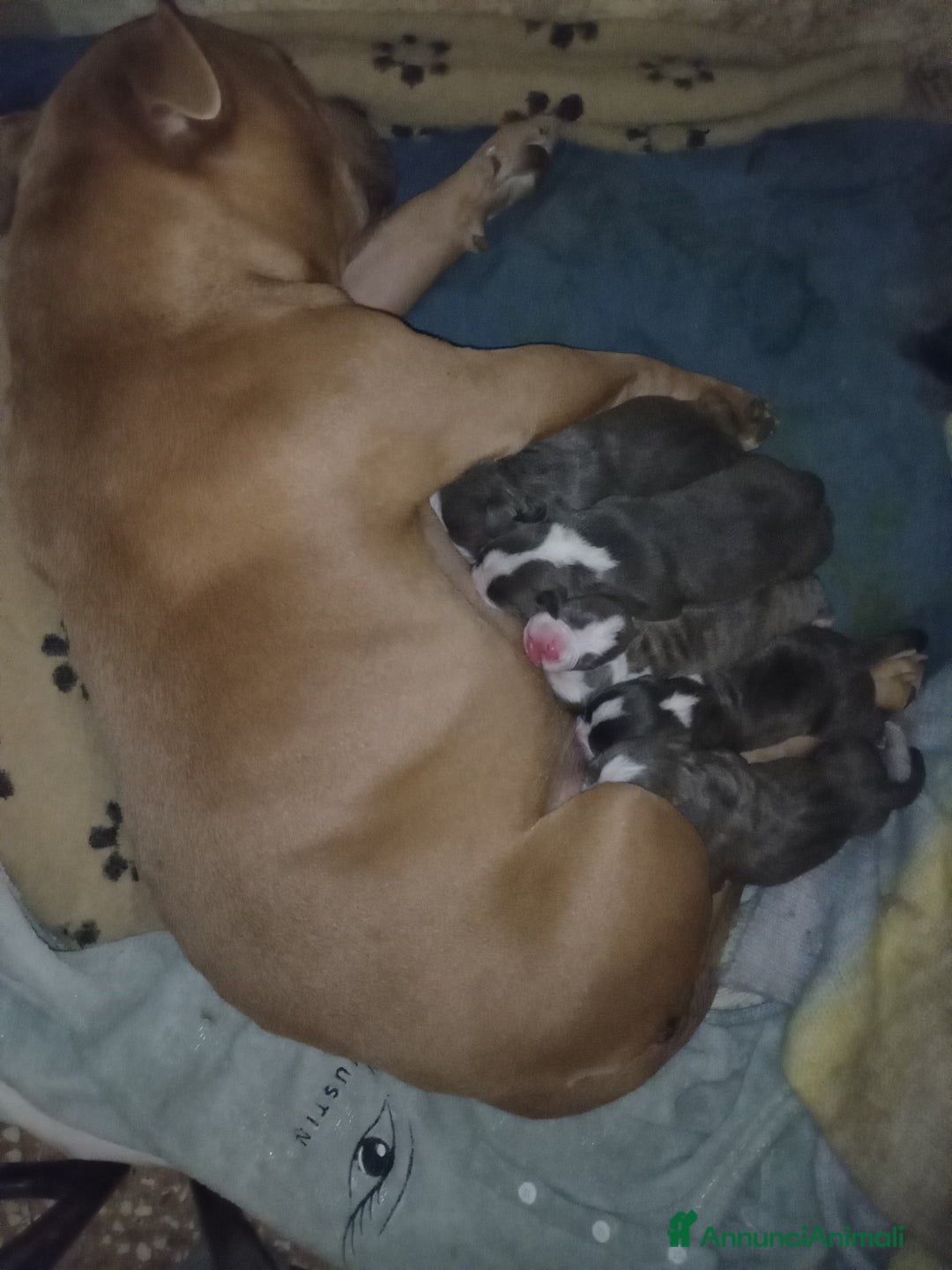 American Bully cani in vendita: American Bully, genitori addestrati da pet terapy  - Annuncio 16