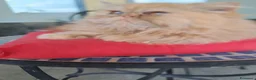 Persiano gatti in vendita: Gatto persiano maschio a Provincia di Reggio Emilia - Annuncio 2