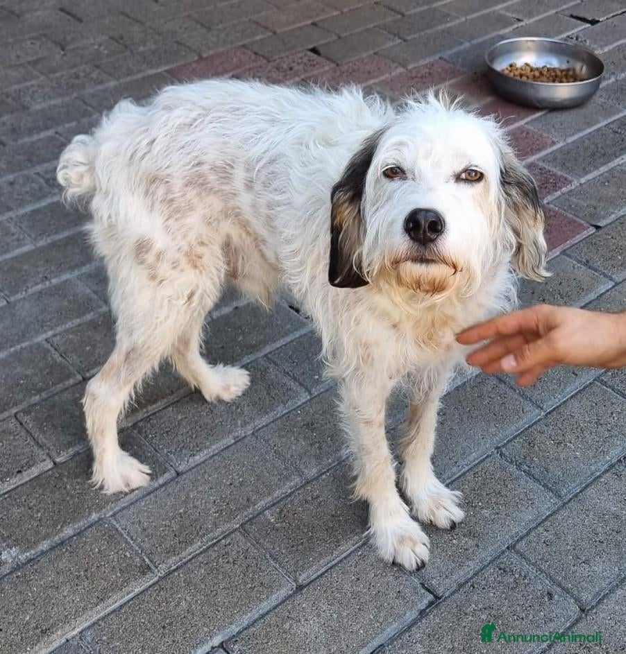 Meticcio cani BIANCO TENERO SPINONE - Annuncio 9
