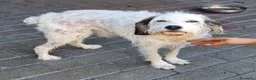 Meticcio cani in regalo: BIANCO TENERO SPINONE - Annuncio 1